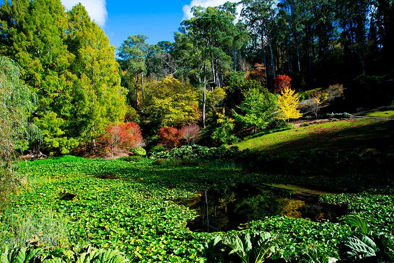 mount lofty